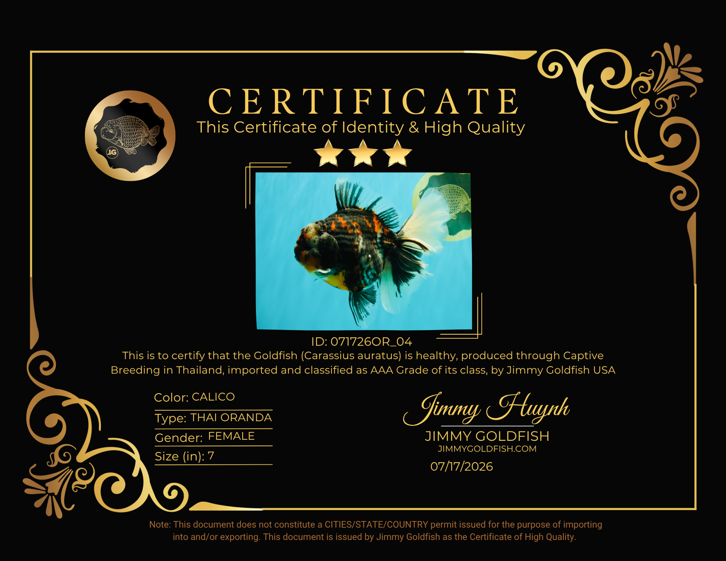 AAA Grade Special Sanke Calico Oranda Female 7 inches #071726OR_04