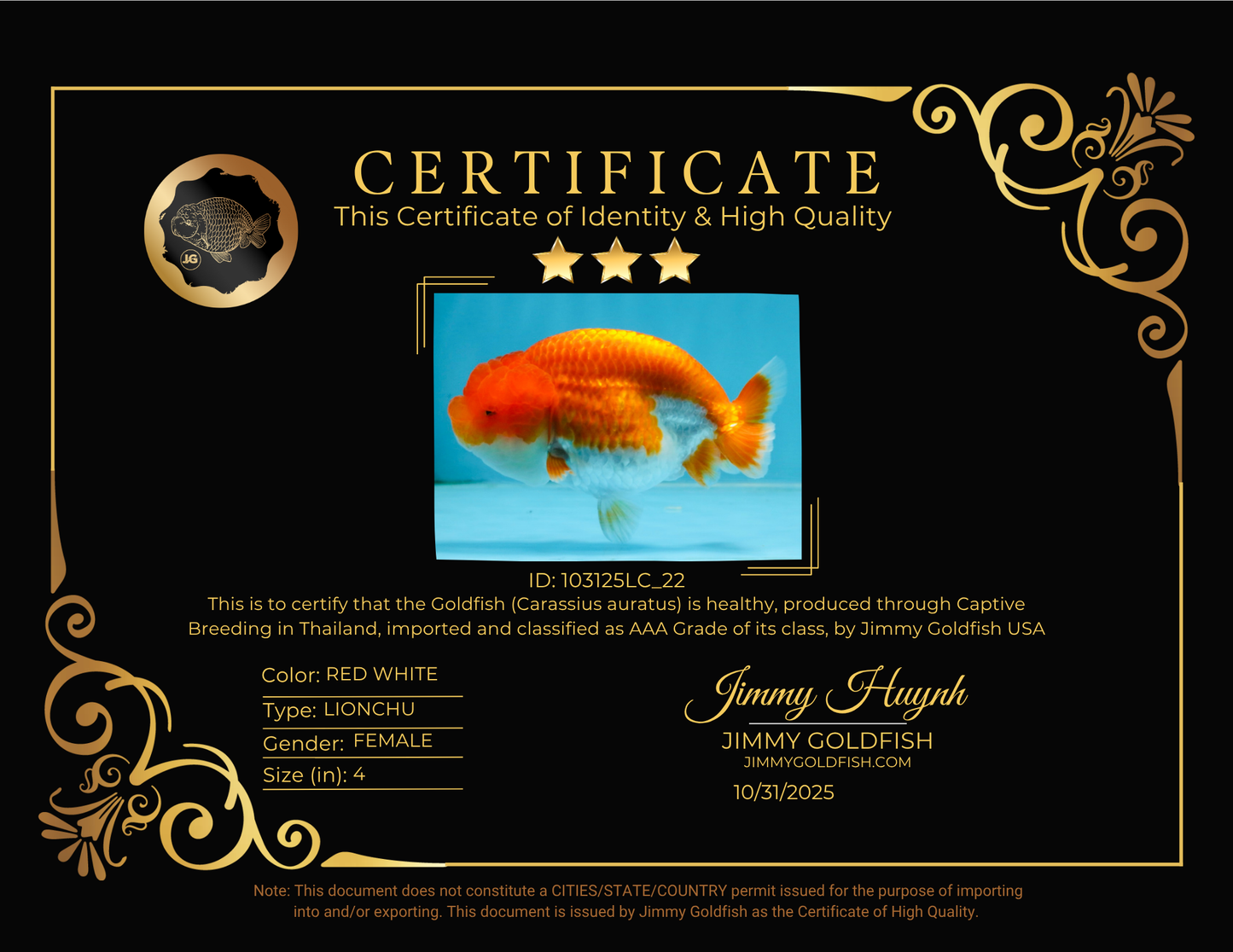 AAA Grade Red White LionQueen 4 inches #103125LC_22