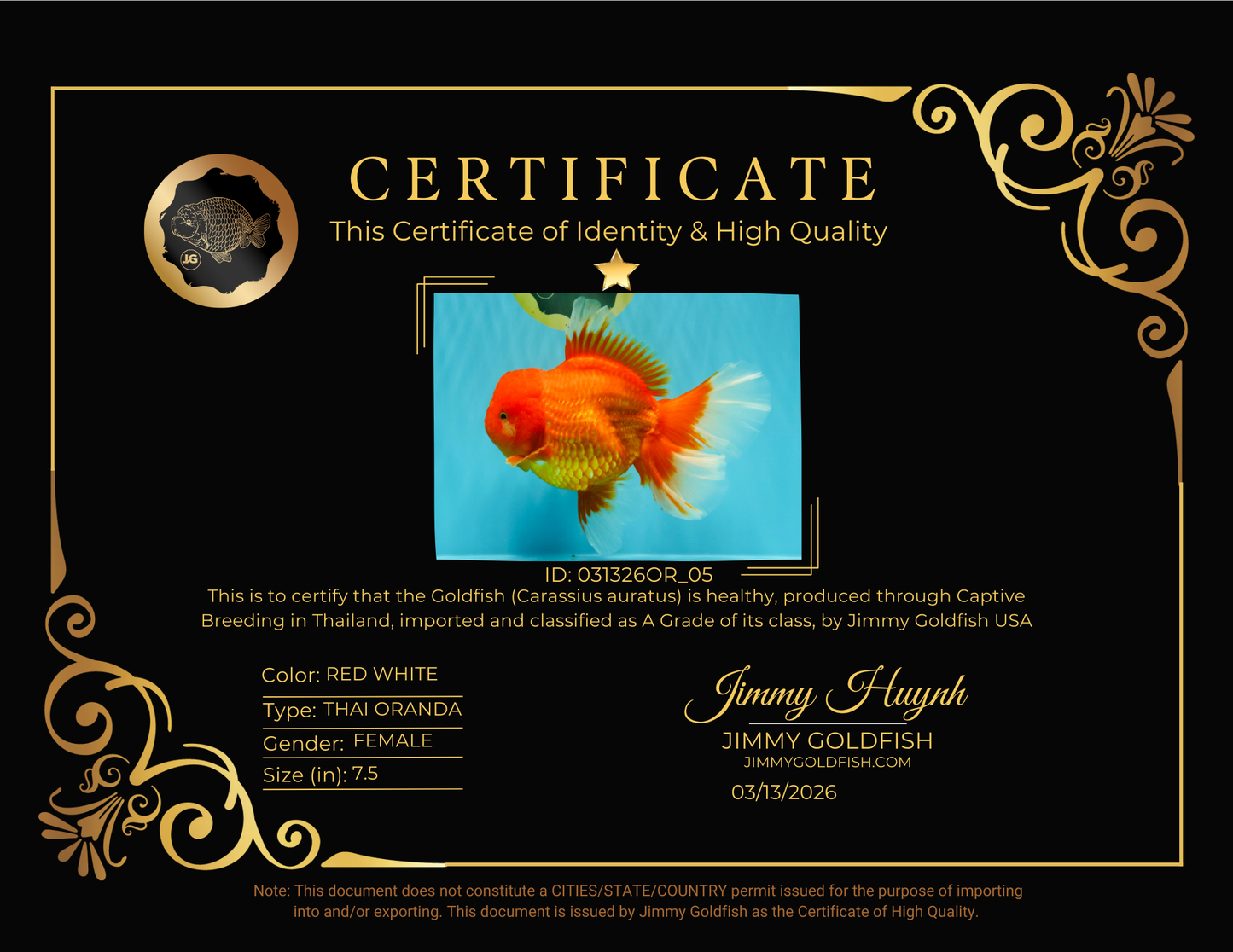 GIANT A Grade Jumbo Red White Oranda Female 7.5 inches #031326OR_05