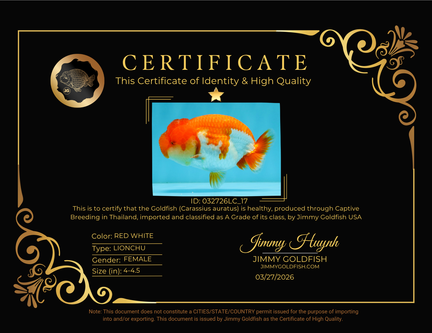 TOMATO A Grade Red White LionQueen 4-4.5 inches #032726LC_17