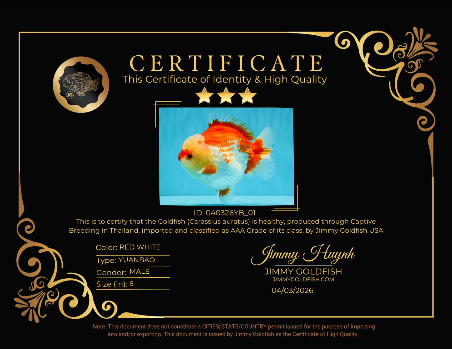 CHUBBY AAA Grade Red White Yuanbao Male 6 inches #040326YB_01