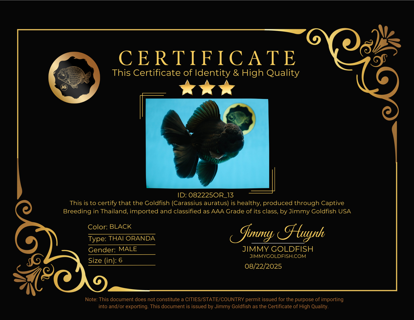 CHONKY AAA Grade Godzilla Black Oranda Male 6  inches #082225OR_13