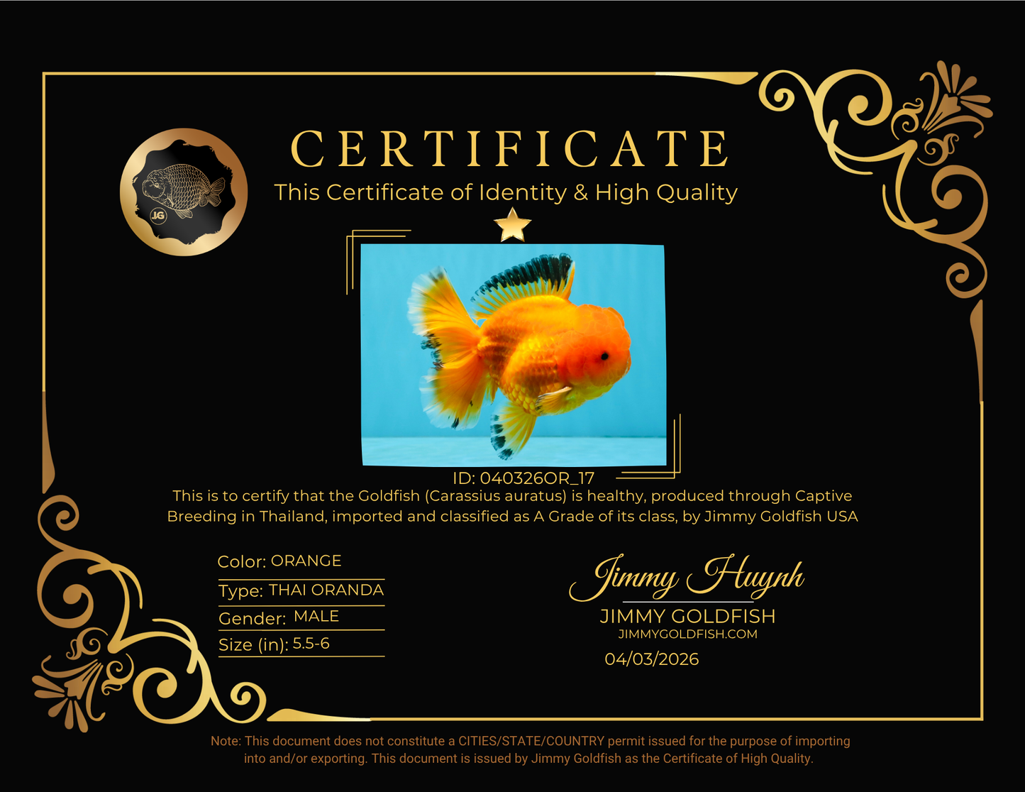 A Grade Orange Juice Oranda Male 5.5-6 inches #040326OR_17