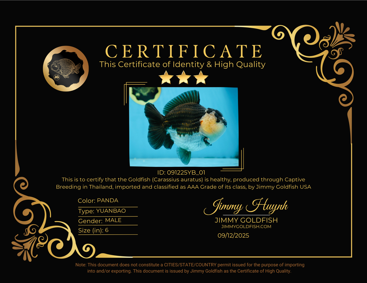 AAA Grade Panda Yuanbao Male 6 inches #091225YB_01