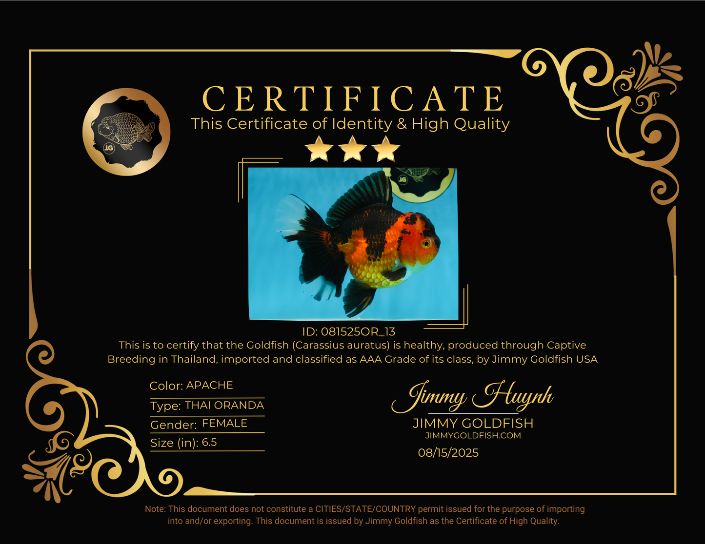 AAA Grade Godzilla Apache Oranda Female 6.5 inches #081525OR_13