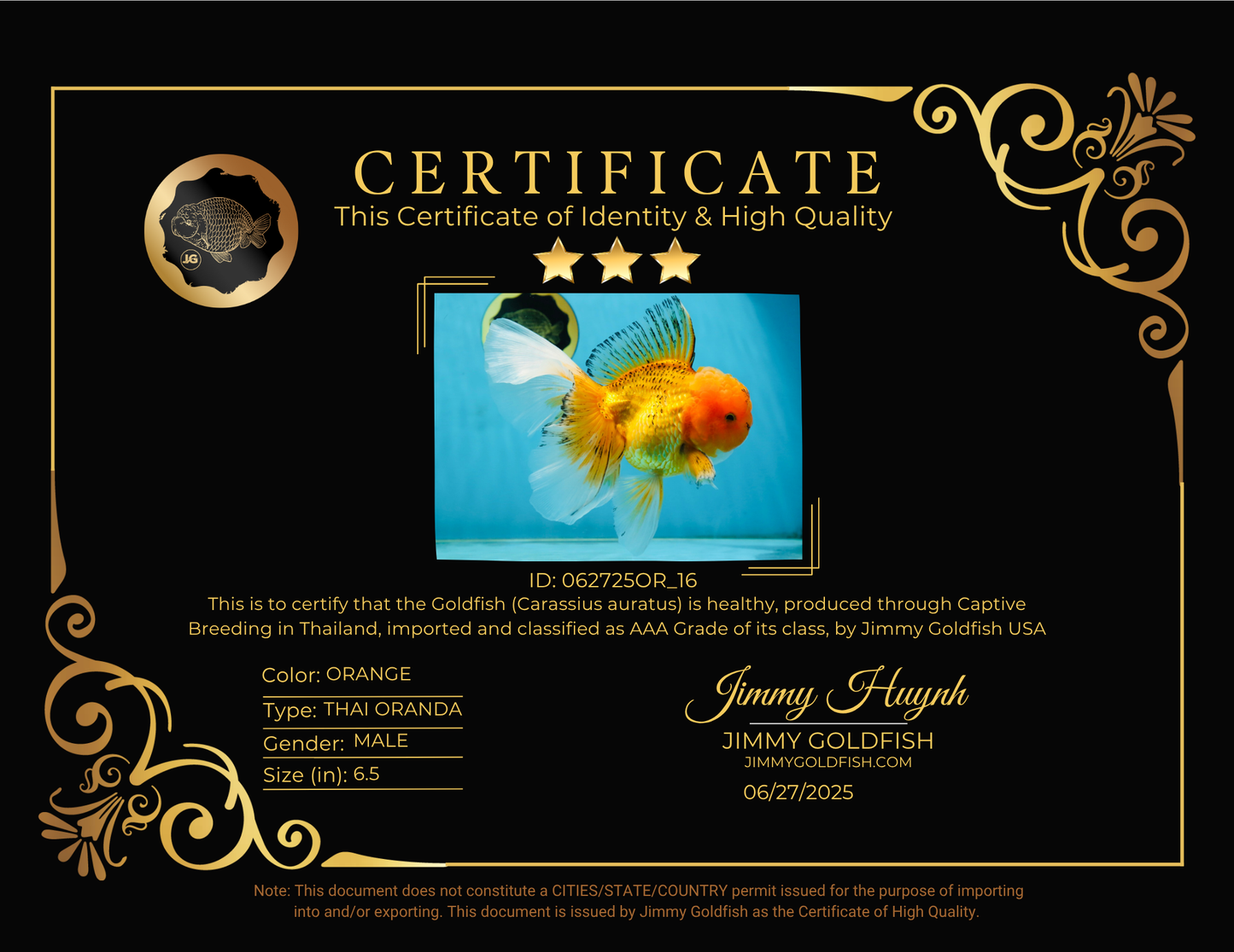 AAA Grade Orange Oranda Male 6.5 inches #062725OR_16