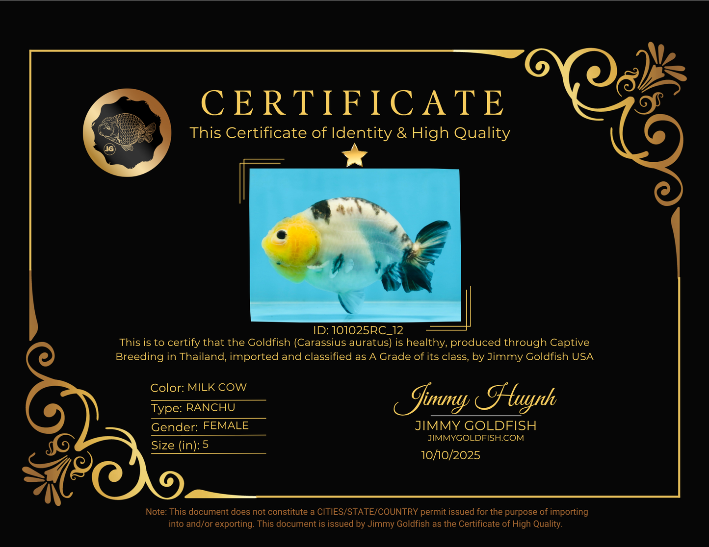 A Grade Milk Cow Ranchu Female 5 inches #101025RC_12