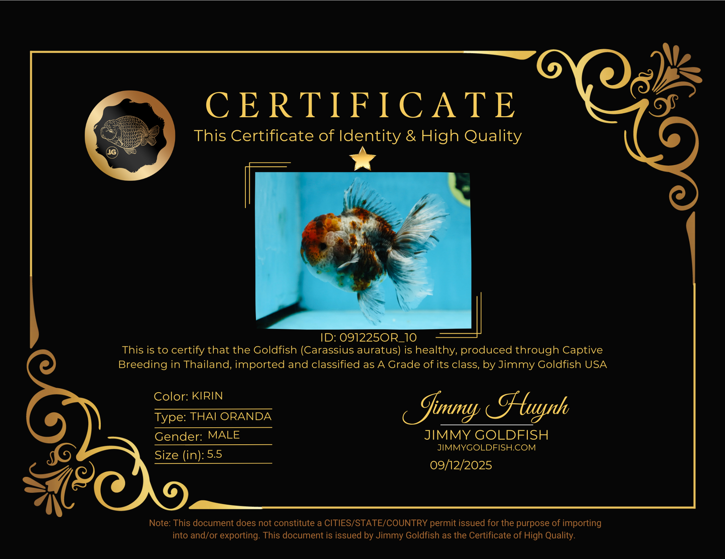 A Grade CHUBBY Calico Kirin Oranda Male 5.5  inches #091225OR_10