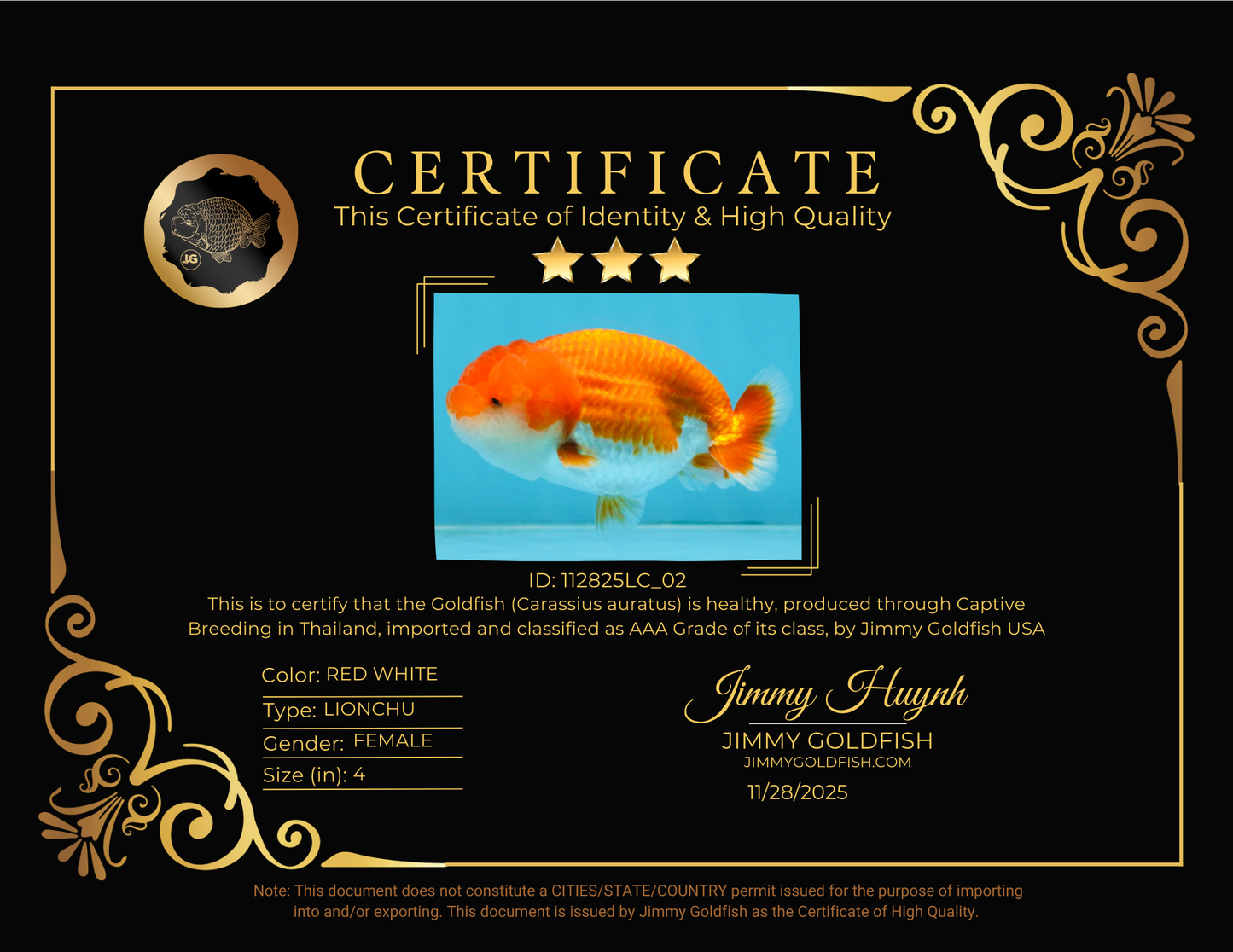 AAA Grade Red White LionQueen 4 inches #112825LC_02