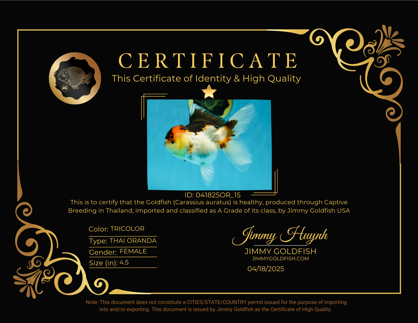 🌋 A Grade Tricolor Oranda Female 4.5 inches #041825OR_15