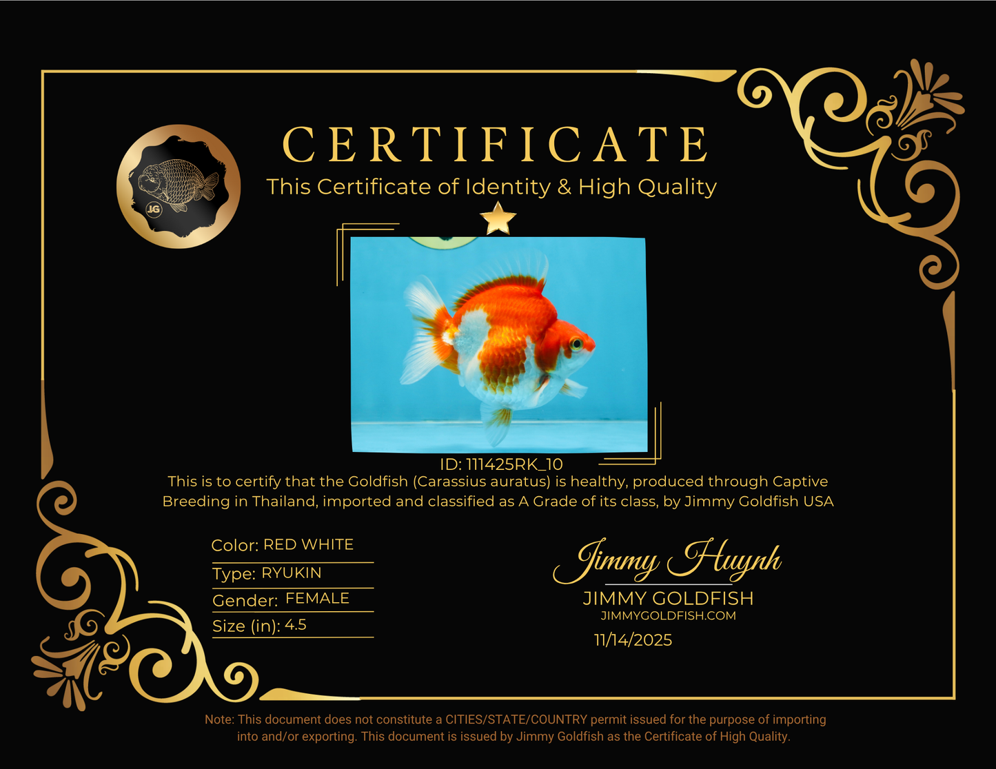 A Grade Red White Ryukin Female 4.5 inches #111425RK_10