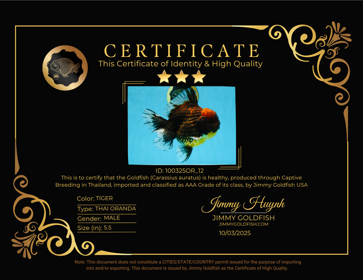 AAA Grade Godzilla Tiger Oranda Male 5.5 inches #100325OR_12