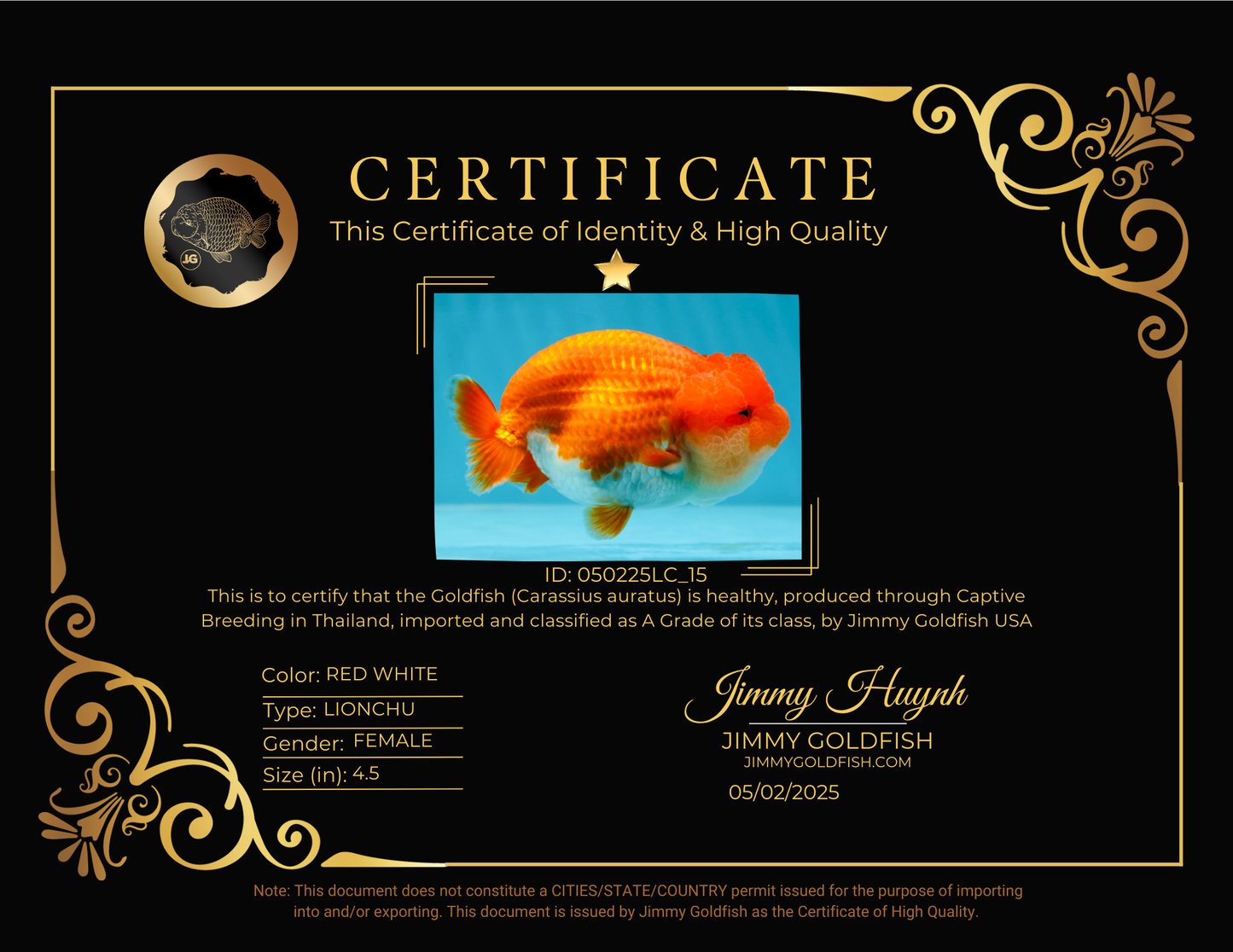 Cheeky Wen A Grade Mount Deformed Red White LionQueen 4.5 inches #050225LC_15