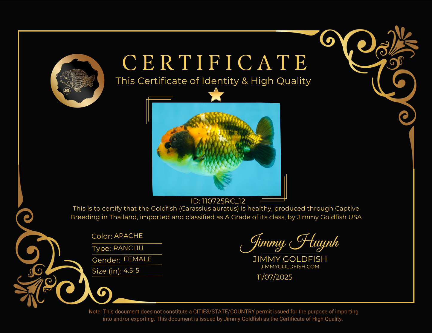 A Grade Chinese Apache Ranchu 4.5-5 inches #110725RC_12