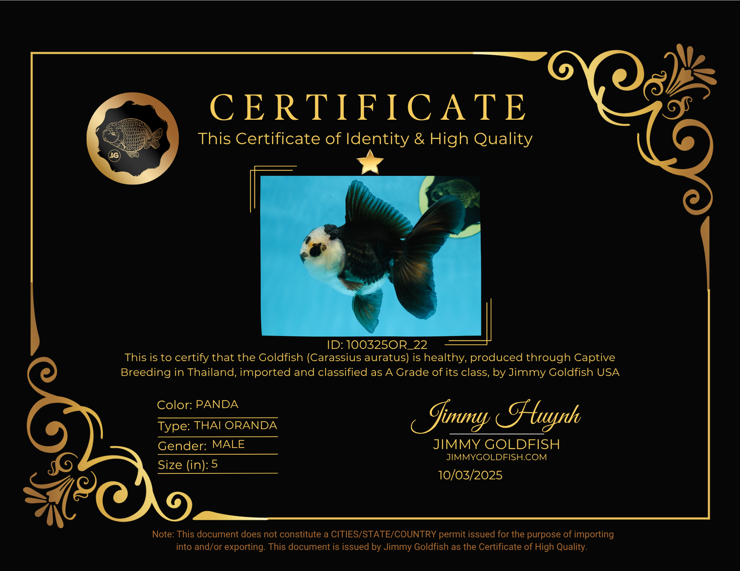 A Grade Panda Oranda Male 5 inches #100325OR_22