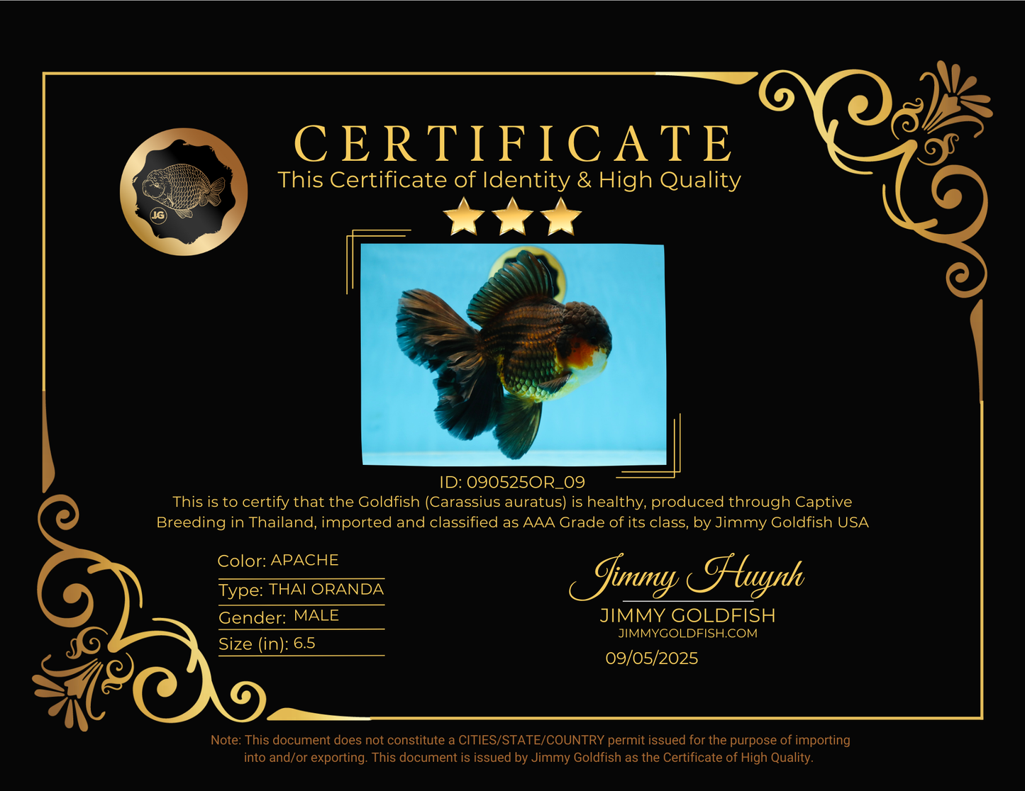 AAA Grade GIANT Godzilla Apache Oranda Male 6.5 inches #090525OR_09