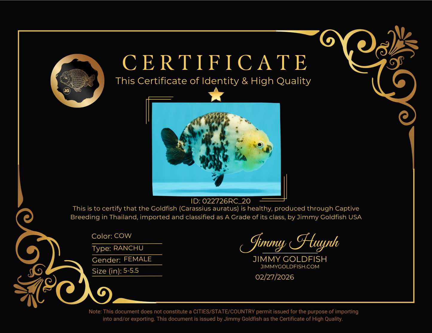 A Grade Cow Chinese Ranchu Female 5-5.5 inches #022726RC_20