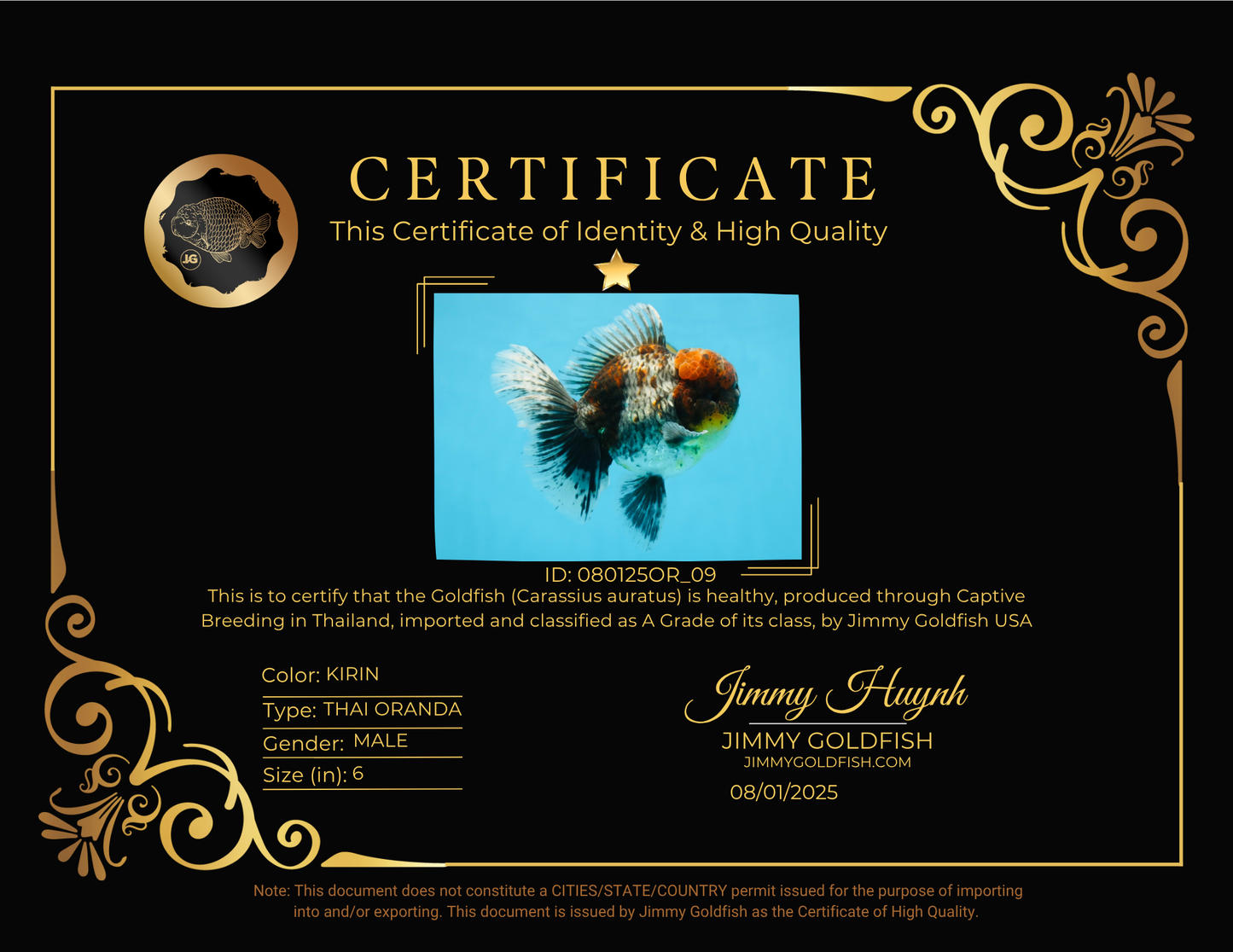 A Grade Kirin Oranda Male 6 inches #080125OR_09