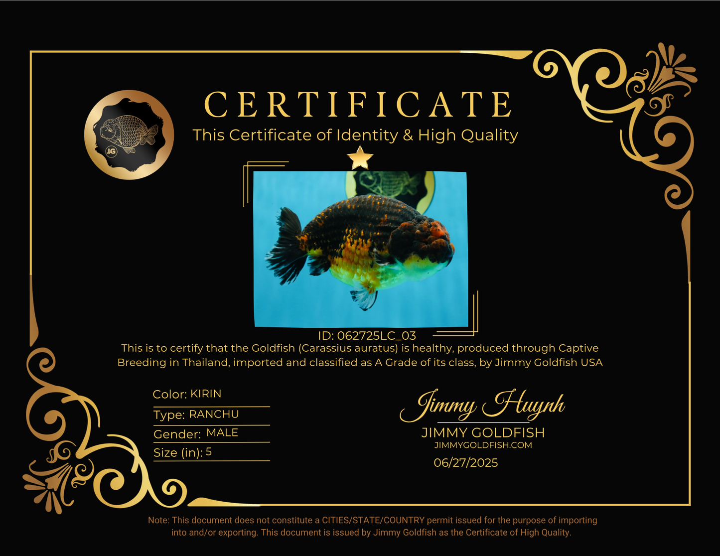 A Grade Kirin Ranchu Male 5 inches #062725LC_03