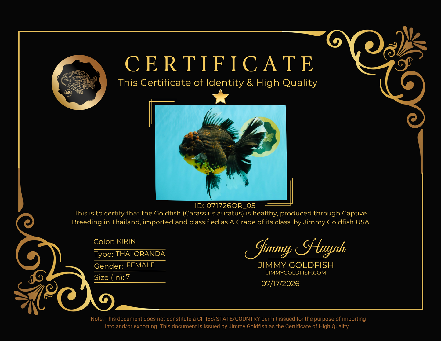 A Grade Kirin Oranda Female 7 inches #071726OR_05