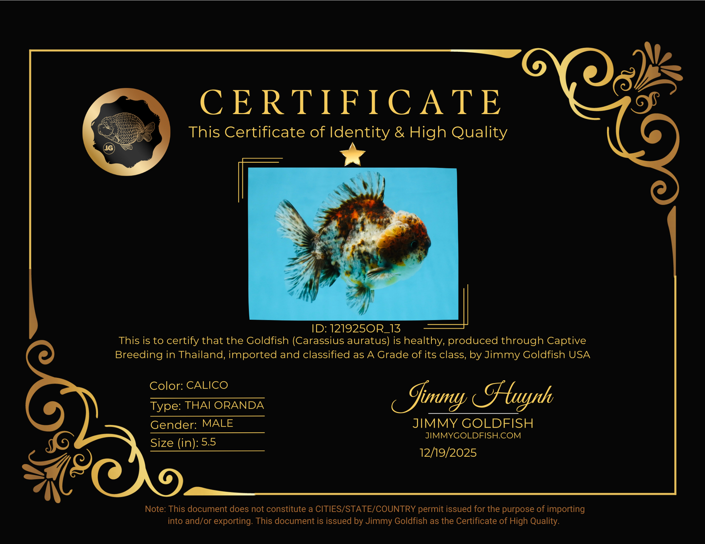 CHONKY A Grade Kirin Oranda Male 5.5 inches #121925OR_13