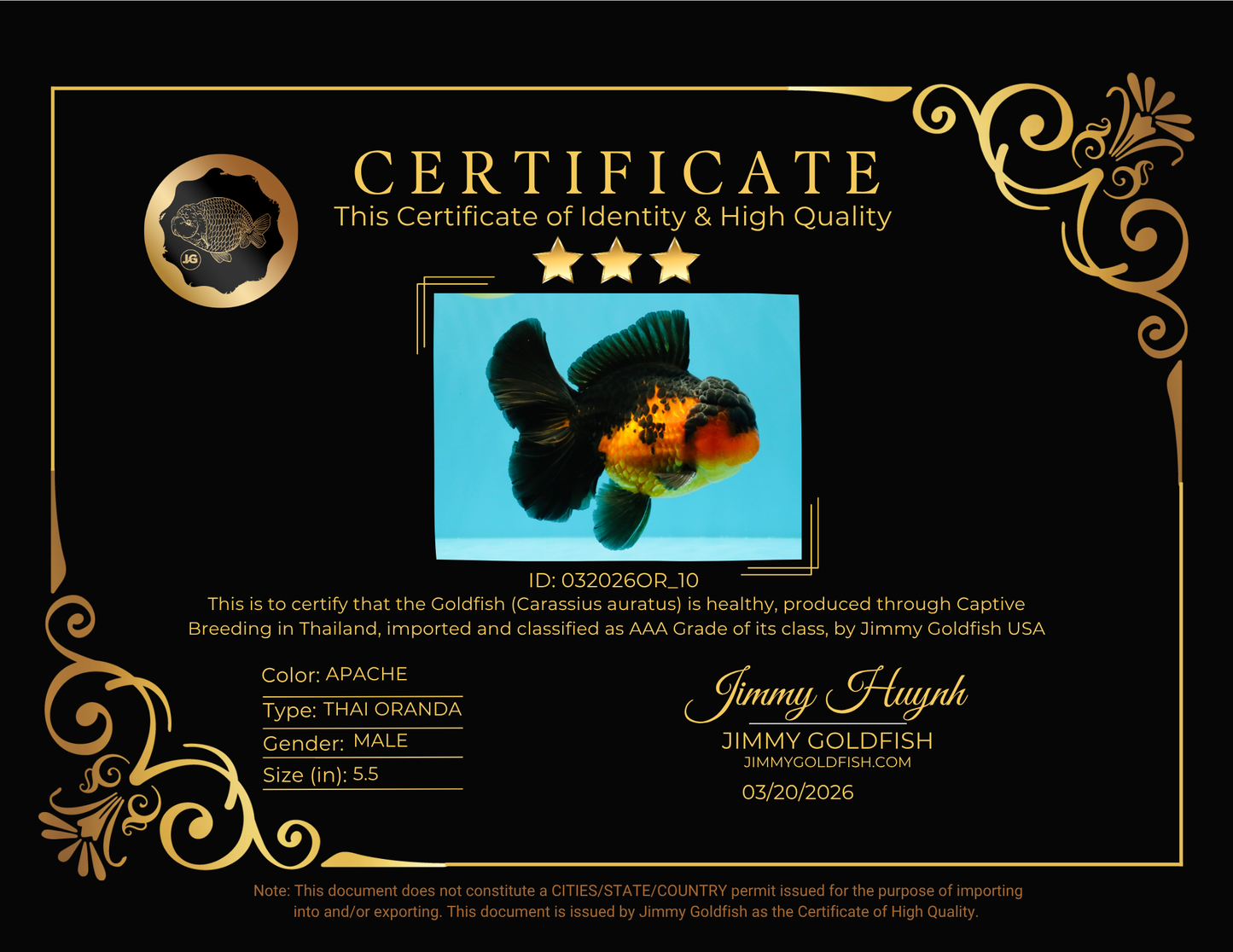 AAA Grade Lava Apache Oranda Male 5.5 inches #032026OR_10