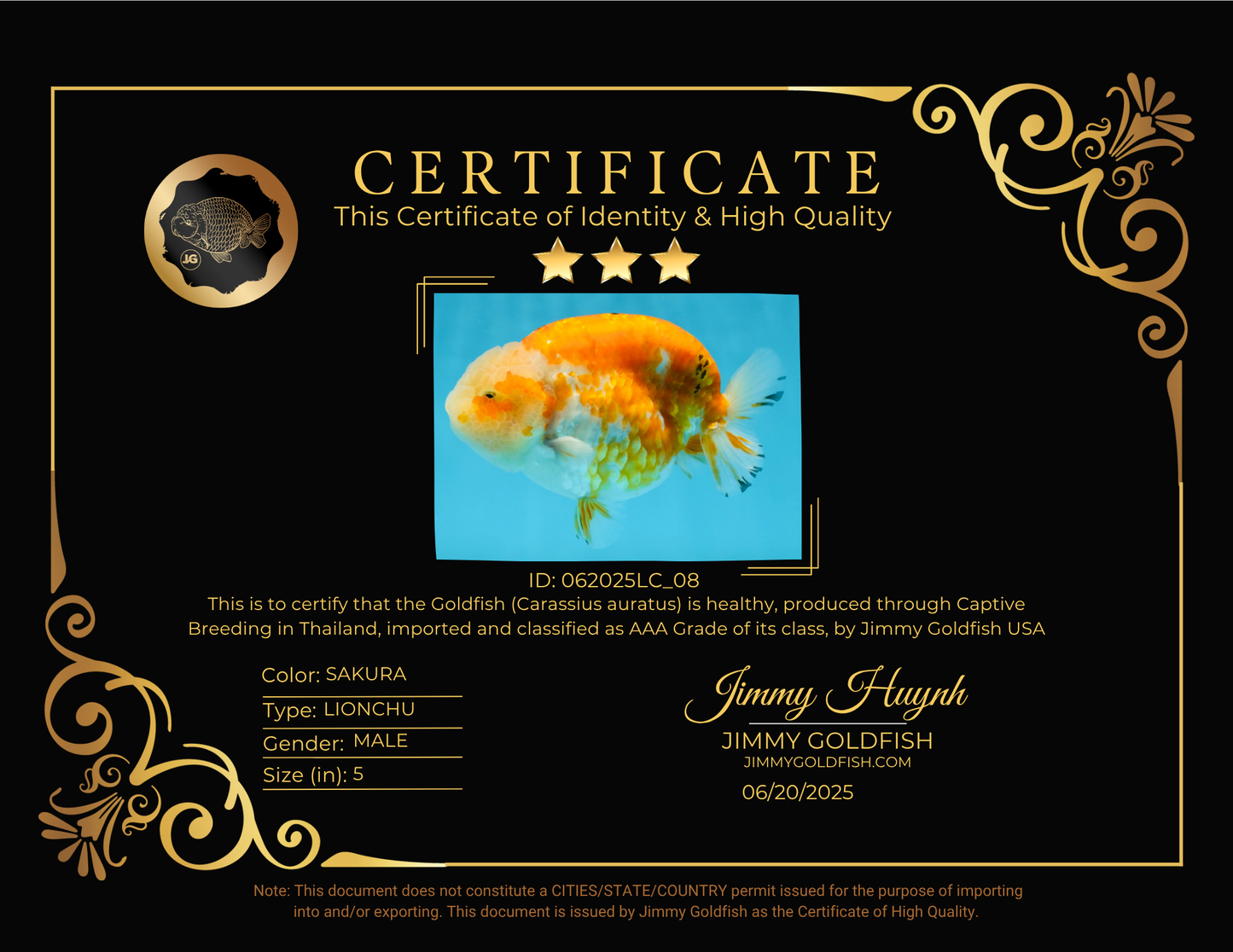 AAA Grade Sakura LionKing 5 inches #062025LC_08