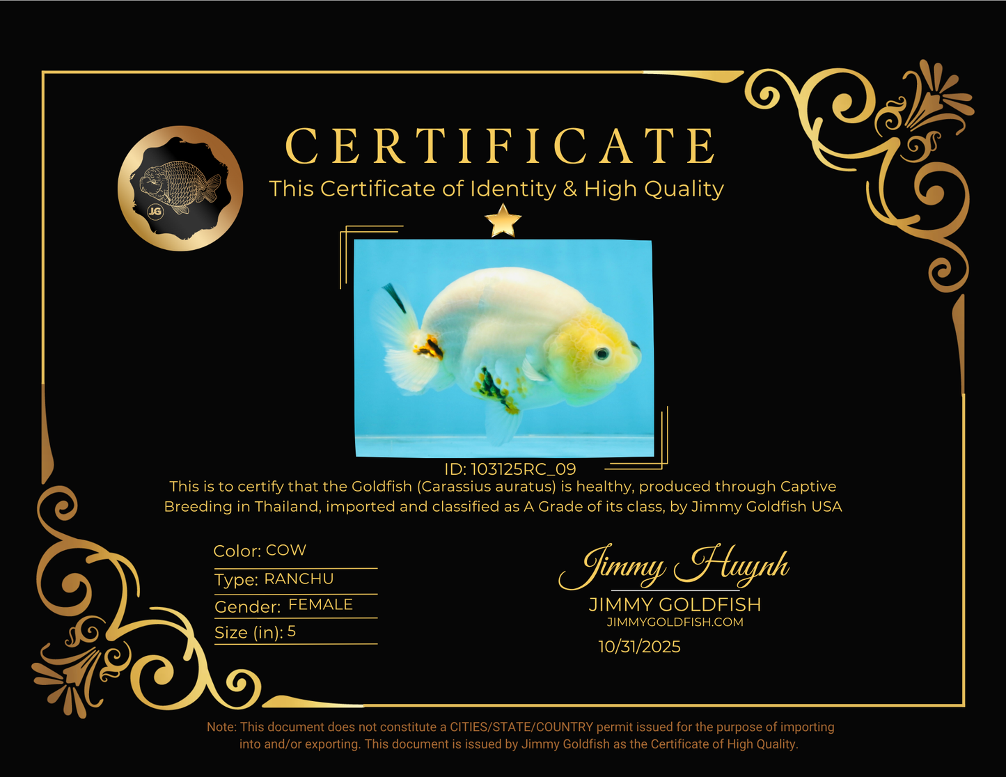 A Grade Cow Chinese Ranchu Female 5 inches #103125RC_09