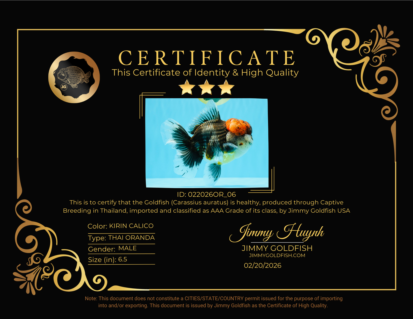 BULLDOG AAA Grade Red Head Kirin Calico Oranda Male 6.5 inches #022026OR_06