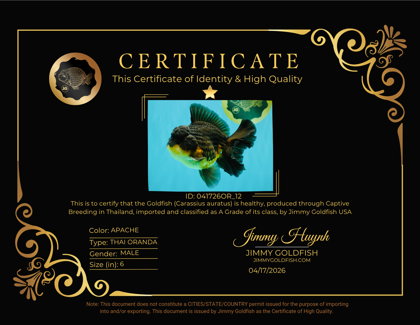 BATMAN A Grade Apache Oranda Male 6 inches #041726OR_12