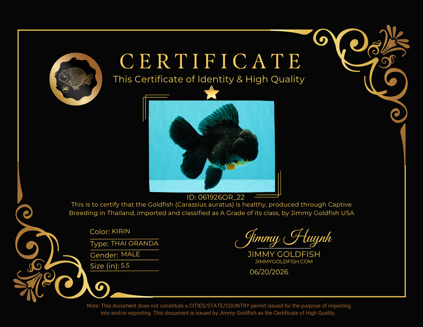 A Grade Kirin Oranda Male 5.5 inches #061926OR_22