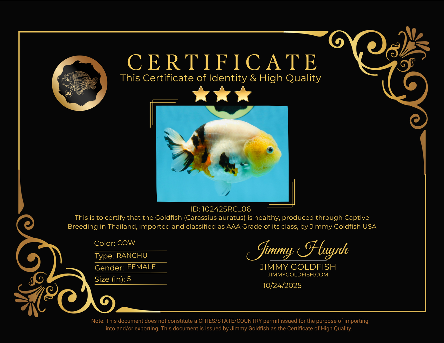 SPECIAL AAA Grade Chinese Cow Ranchu Female 5 inches #102425RC_06