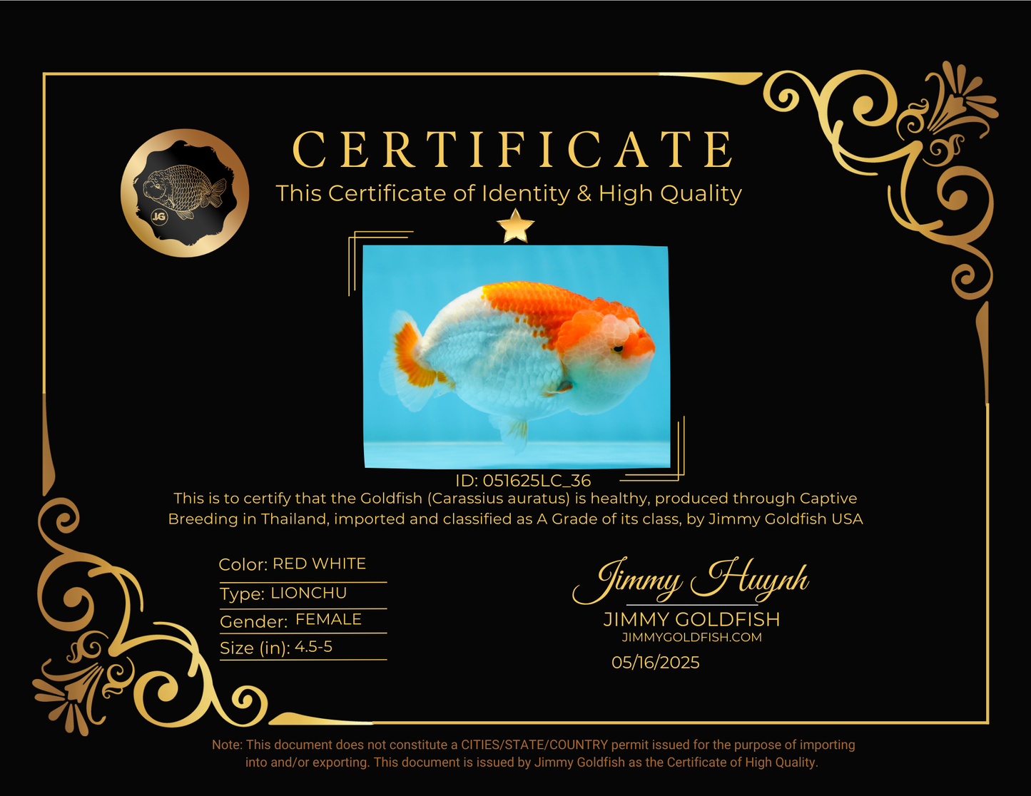 A Grade CHONKY Red White LionQueen 4.5-5 inches #051625LC_36