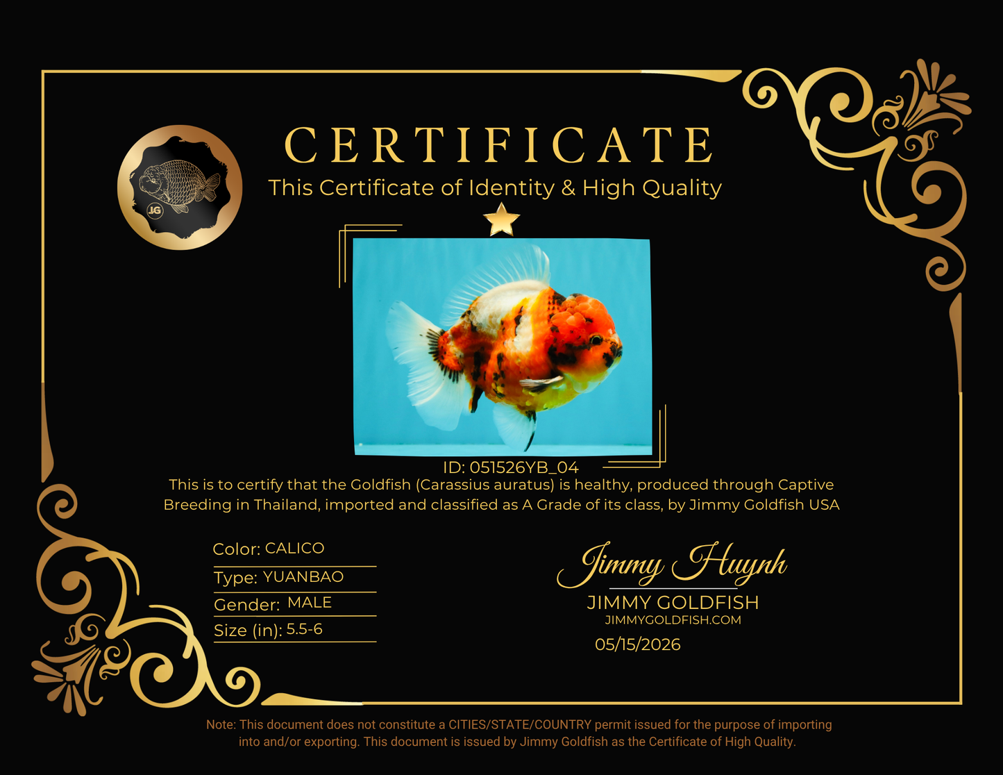 CHUNKY A Grade Calico Yuanbao Male 5.5-6 inches #051526YB_04