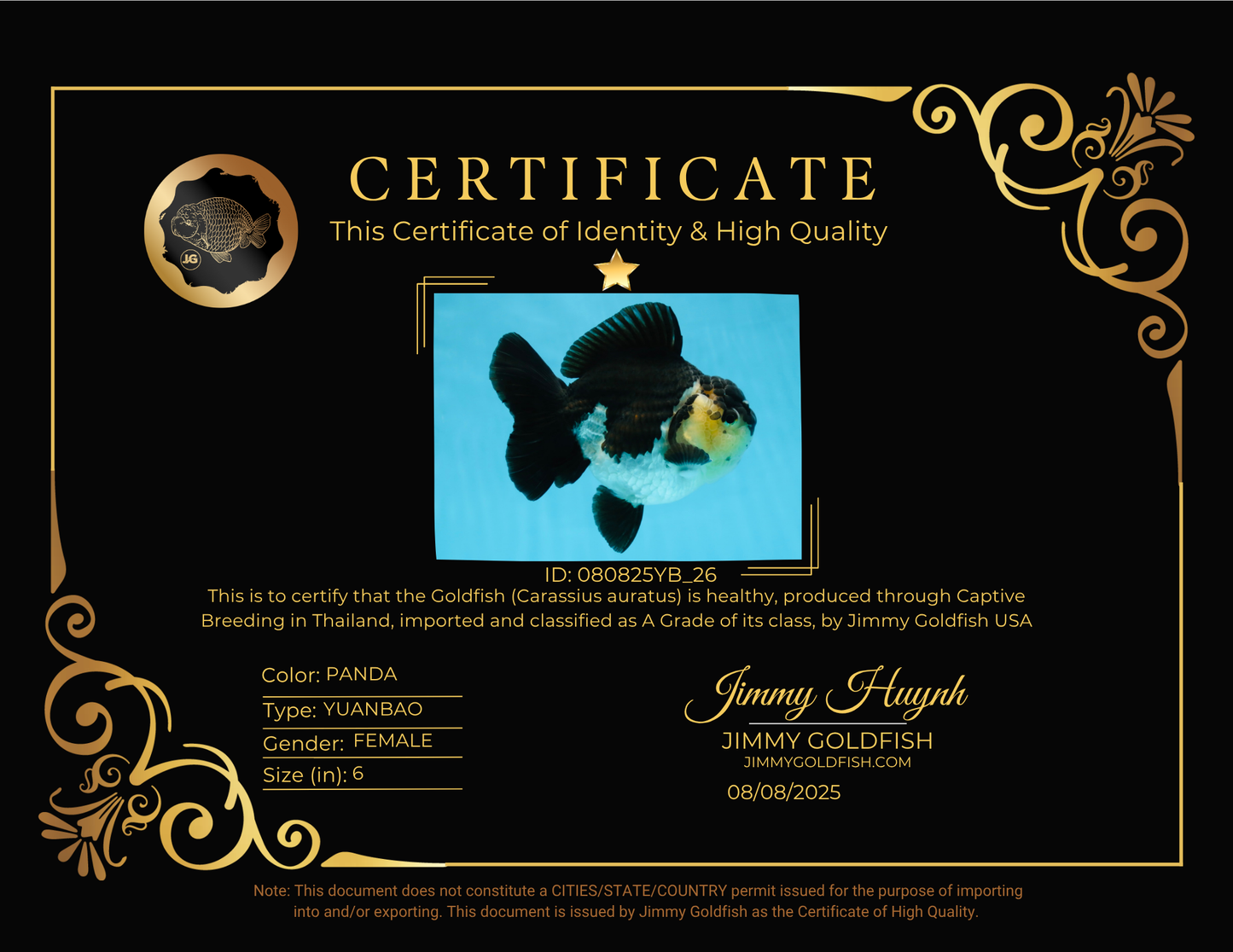 A Grade Panda Button Eyes Yuanbao 6 inches #080825YB_26