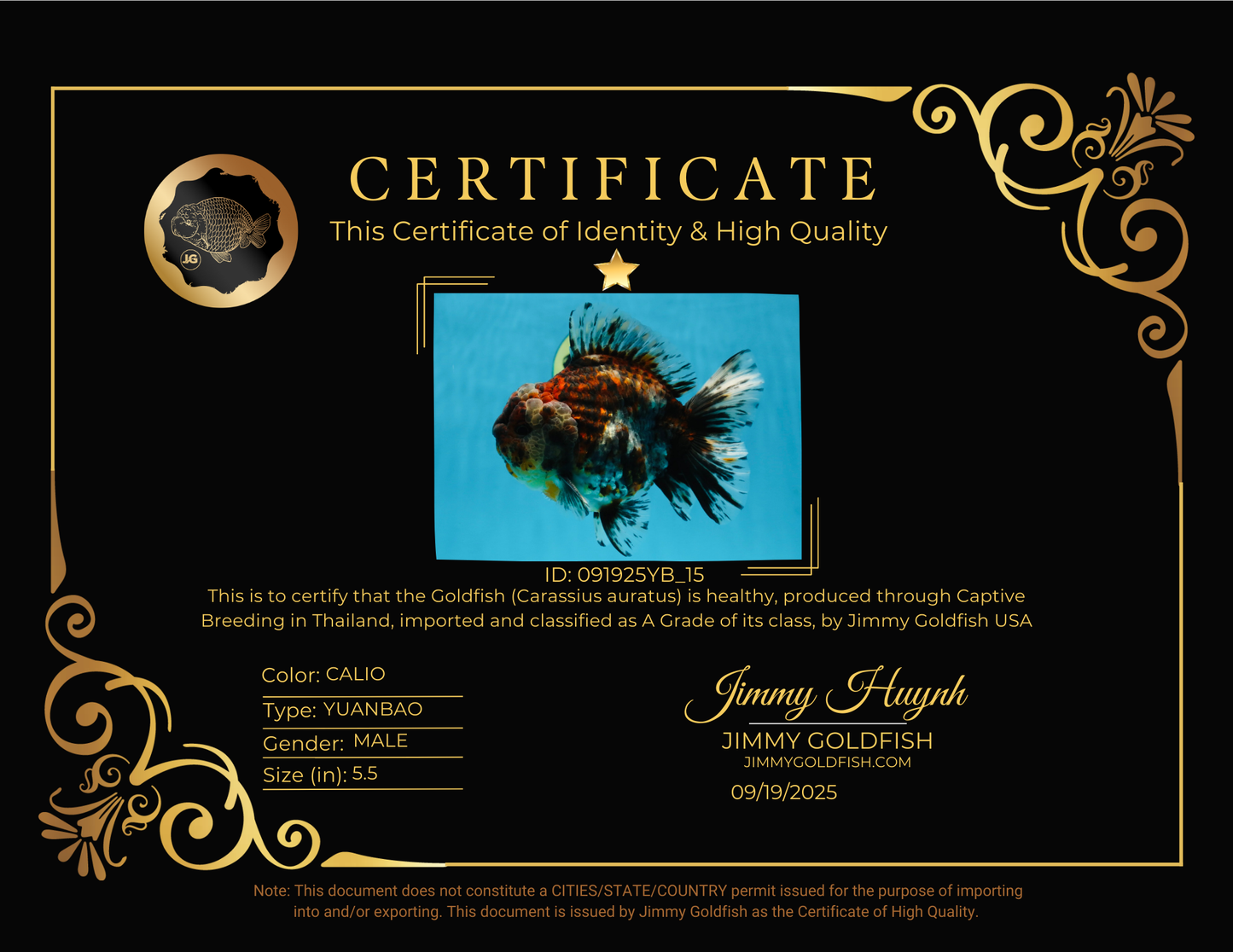 A Grade FLUFFY Calico Yuanbao Male 5.5 inches #091925YB_15