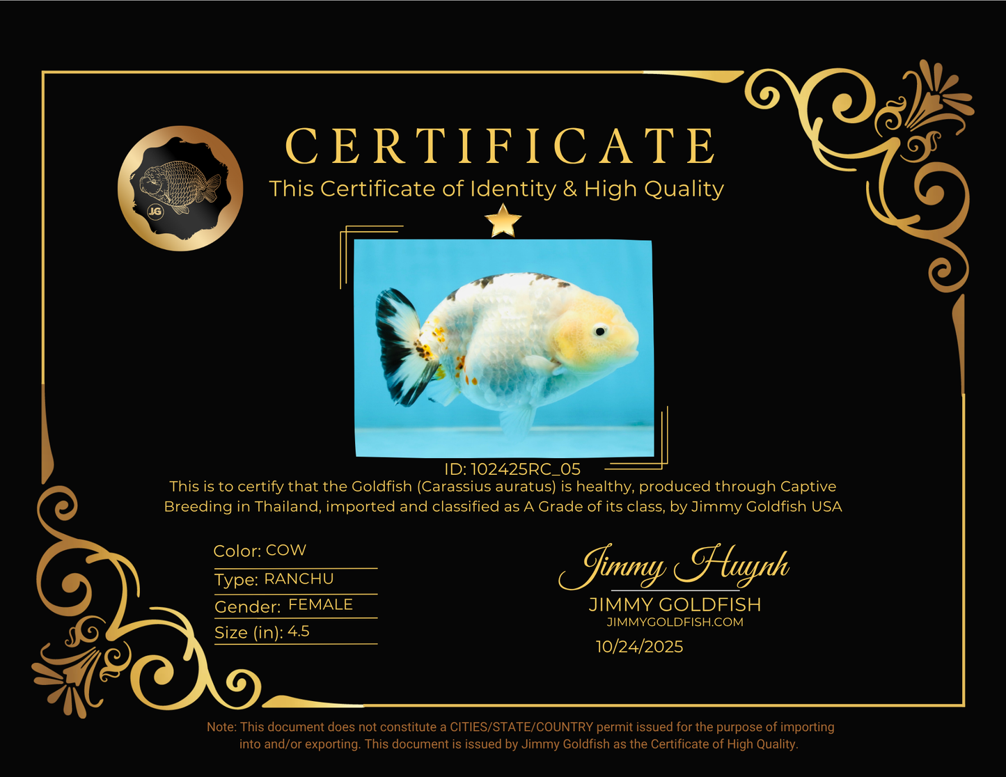 UNIQUE A Grade Chinese Cow Ranchu Female 4.5 inches #102425RC_05