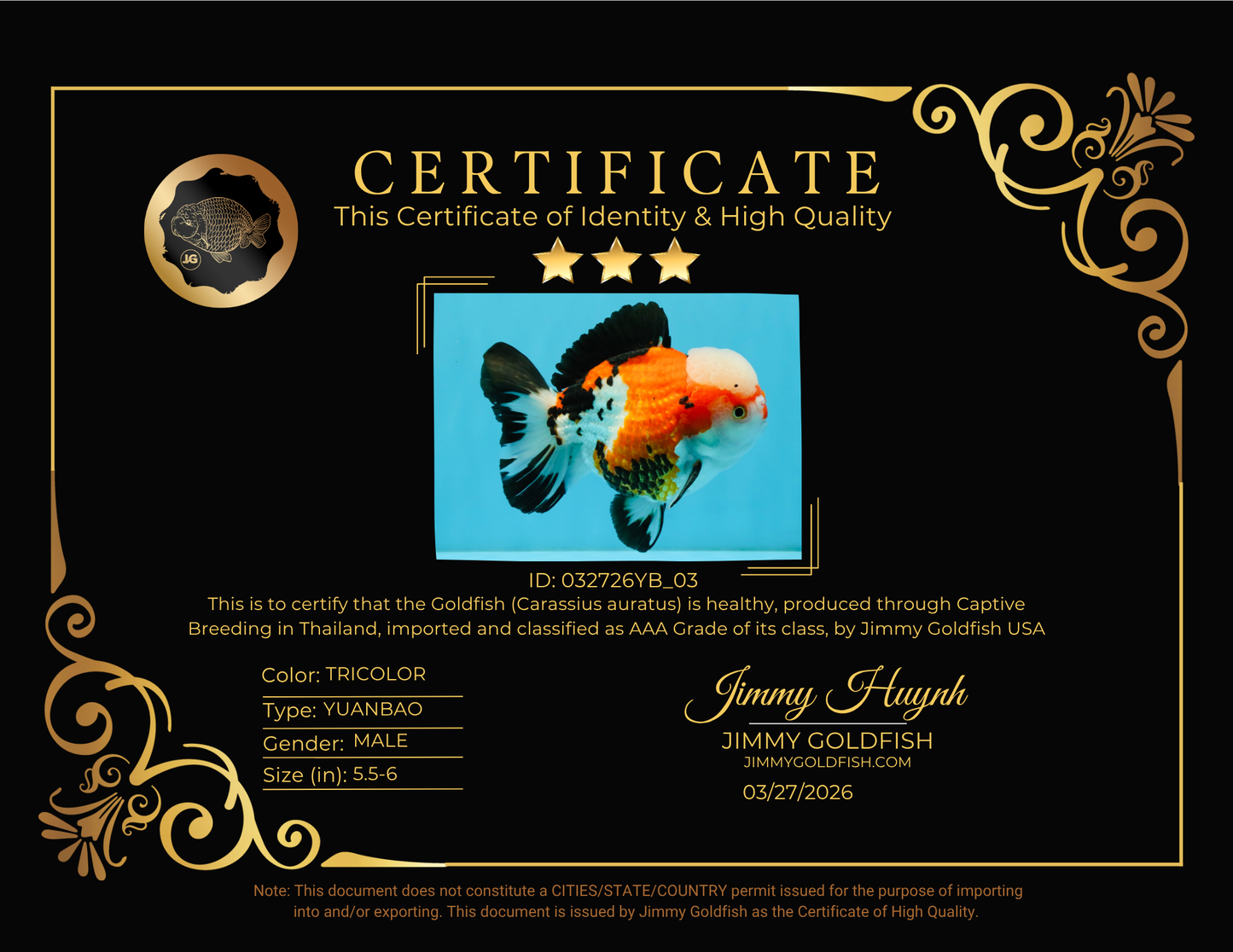 TURKEY AAA Grade Pompom Tricolor Jade Head Yuanbao Male 5.5-6 inches #032726YB_03