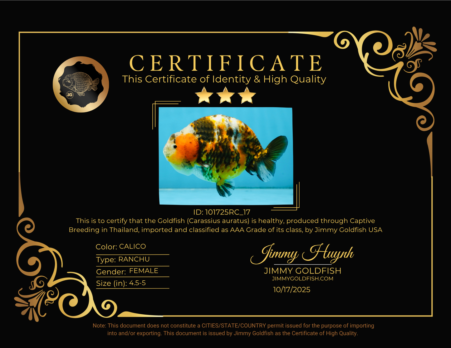 AAA Grade Chinese Calico Ranchu Female 4.5-5 inches #101725RC_17