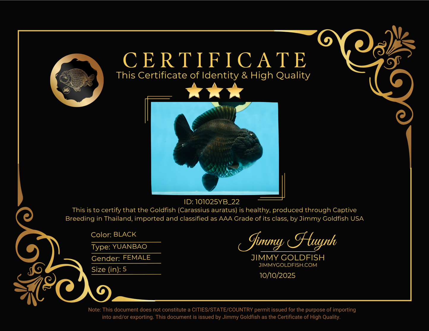 AAA Grade Godzilla Black Yuanbao Female 5 inches #101025YB_22