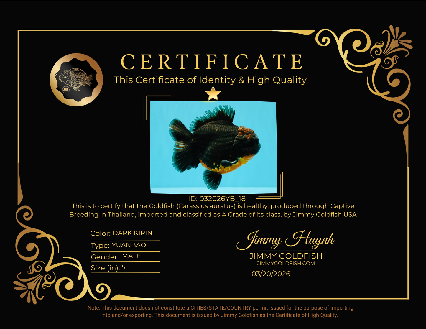 A Grade Dark Kirin Yuanbao Male 5 inches #032026YB_18