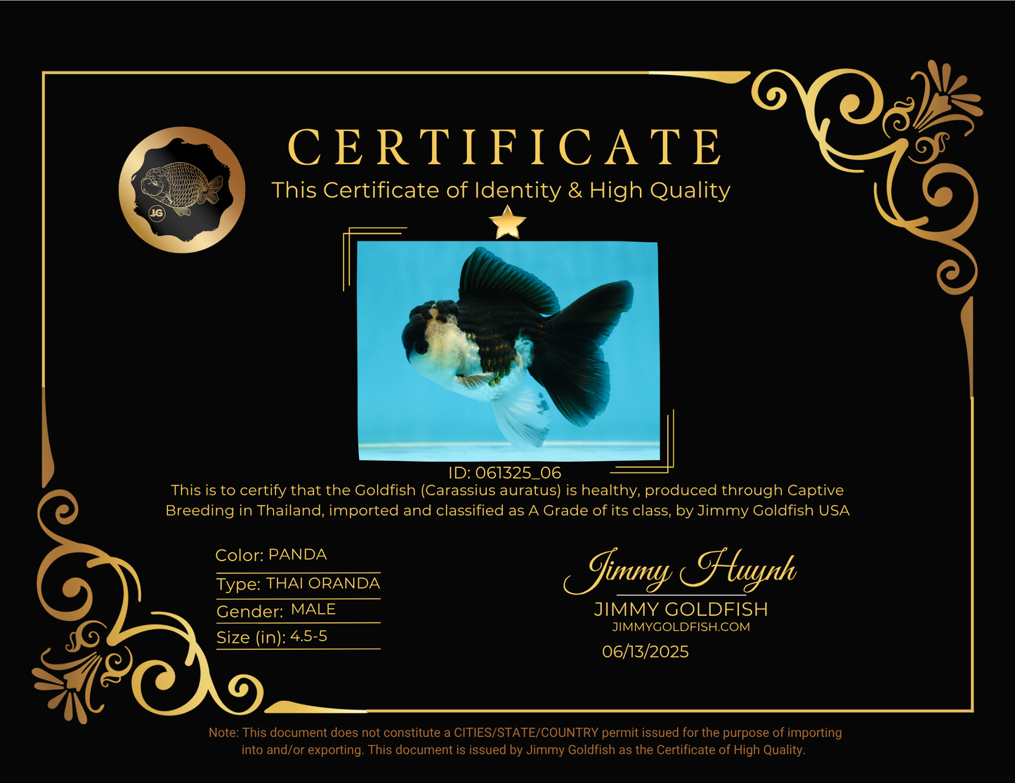 A Grade Young Panda Button W Oranda Male 4.5-5 inches #061325_06