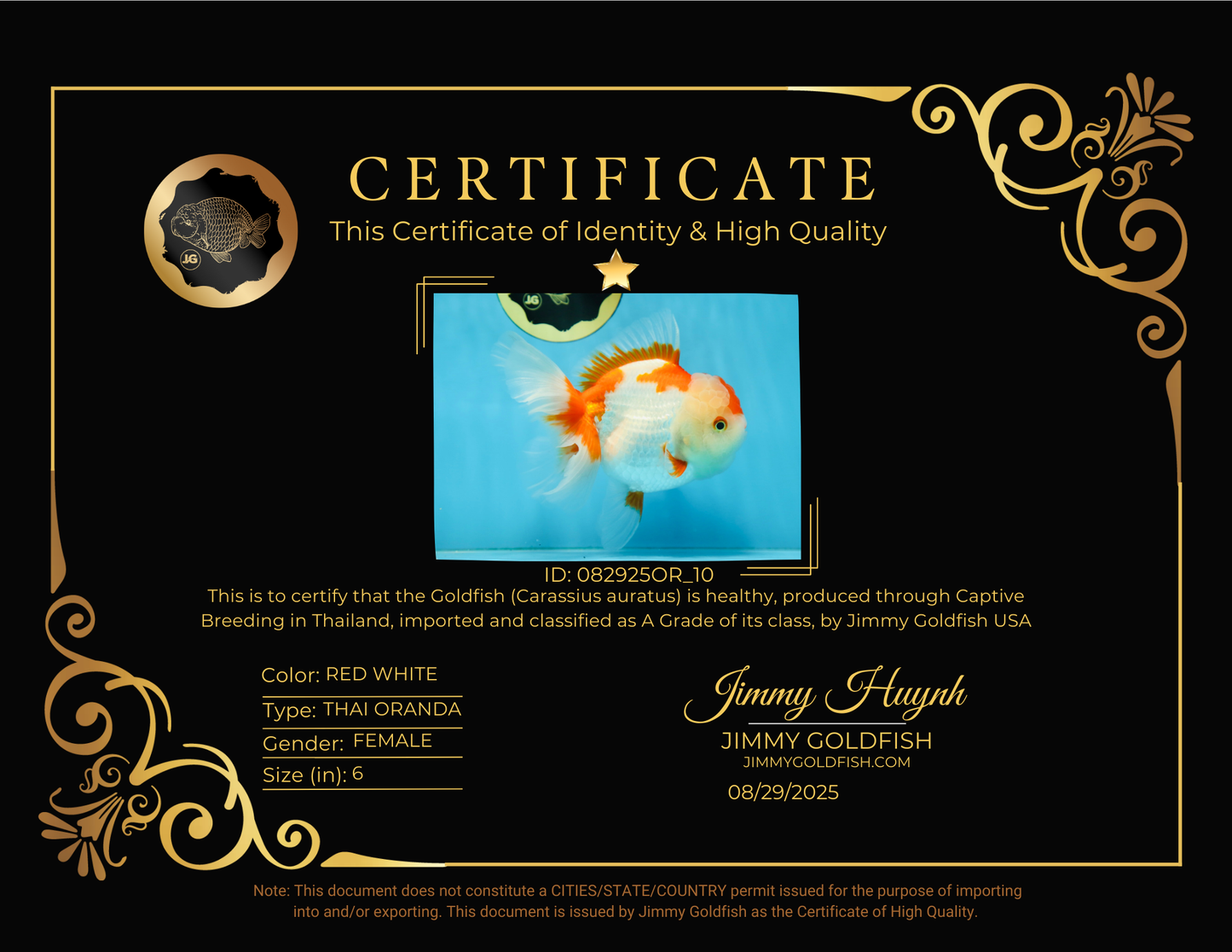 A Grade SUPER CUTE Red White Oranda Female 6 inches #082925OR_10