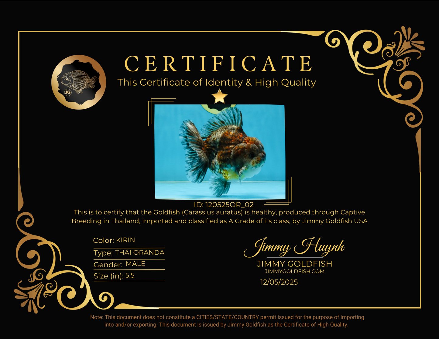 RARE A Grade Kirin Oranda Male 5.5 inches #120525OR_02