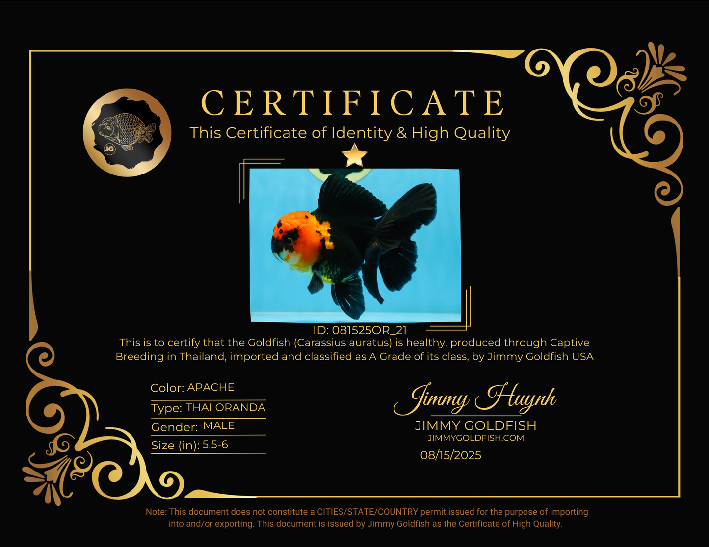 A Grade Apache Oranda Male 5.5-6 inches #081525OR_21