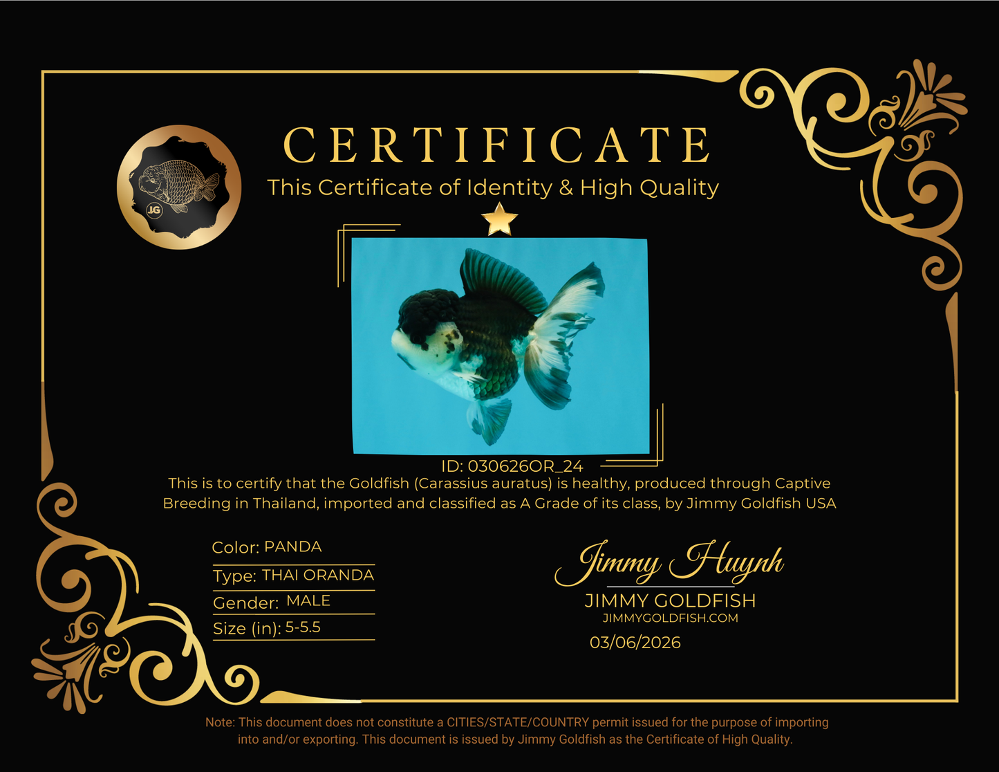 SPECIAL A Grade Panda Oranda Male 5-5.5 inches #030626OR_24