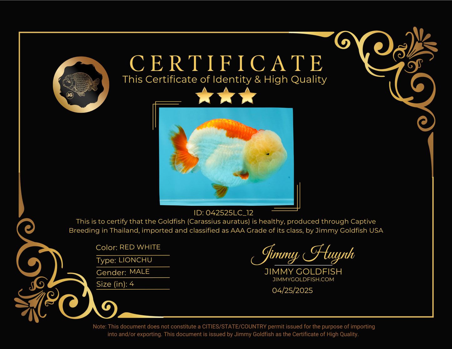 Marshmallow AAA Grade Red White LionKing 4 inches #042525LC_12