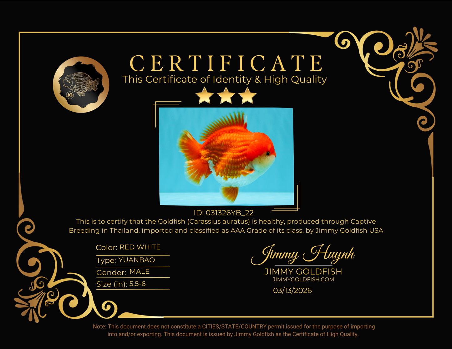 CHONKY AAA Grade Godzilla Red White Yuanbao Male 5.5-6 inches #031326YB_22