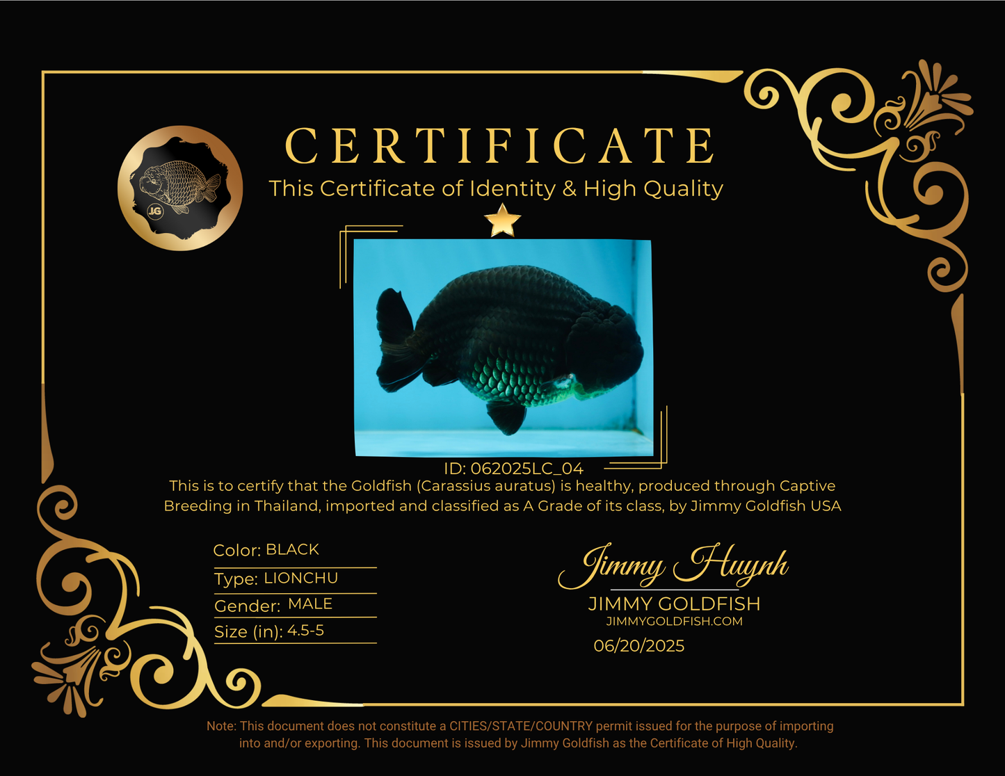 A Grade CHUNKY Black LionKing 4.5-5 inches #062025LC_04