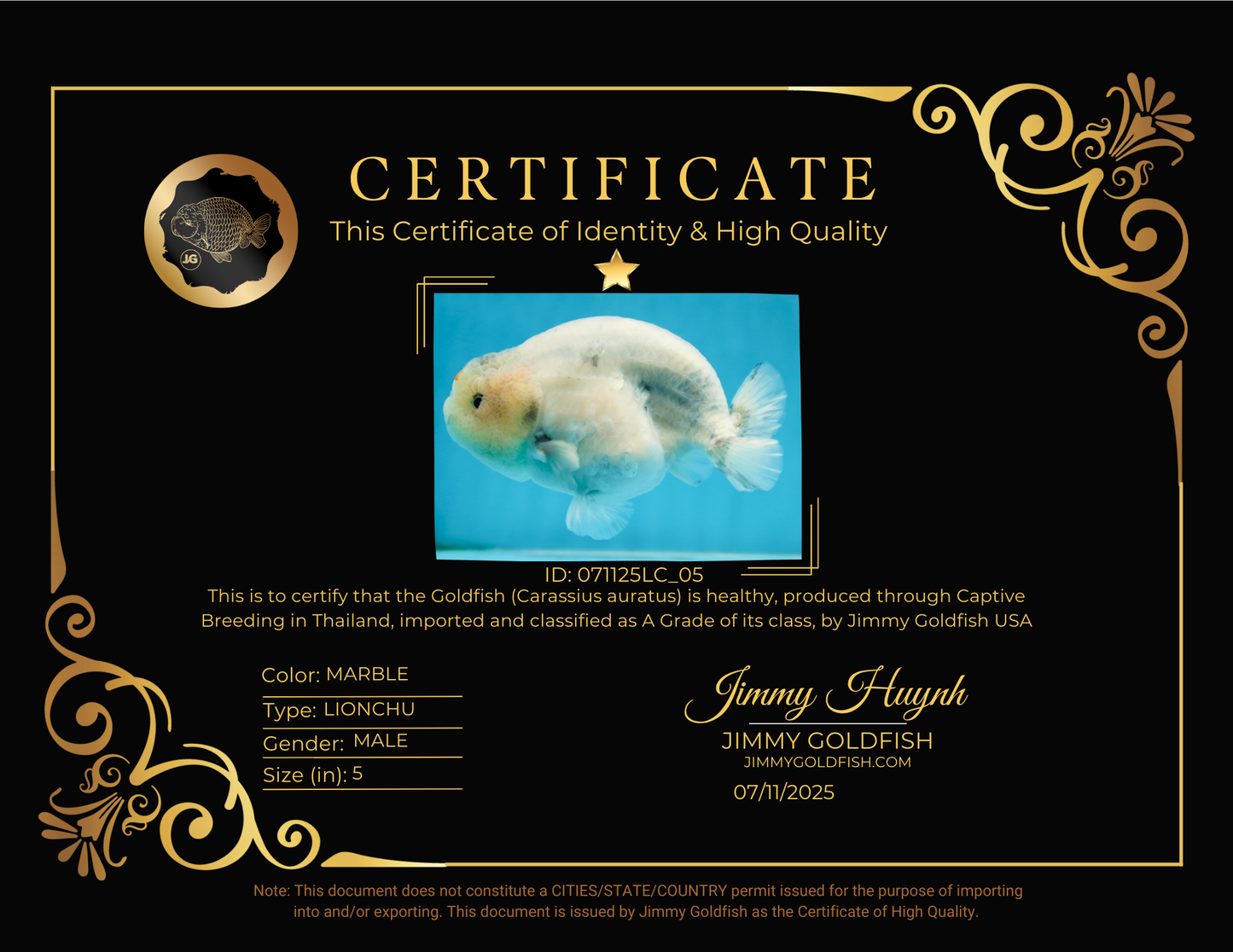 A Grade Marble LionKing 5 inches #071125LC_05